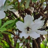 susu